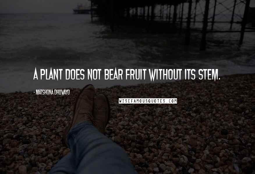 Matshona Dhliwayo Quotes: A plant does not bear fruit without its stem.
