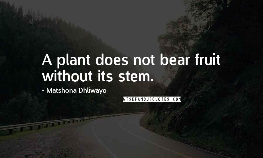 Matshona Dhliwayo Quotes: A plant does not bear fruit without its stem.