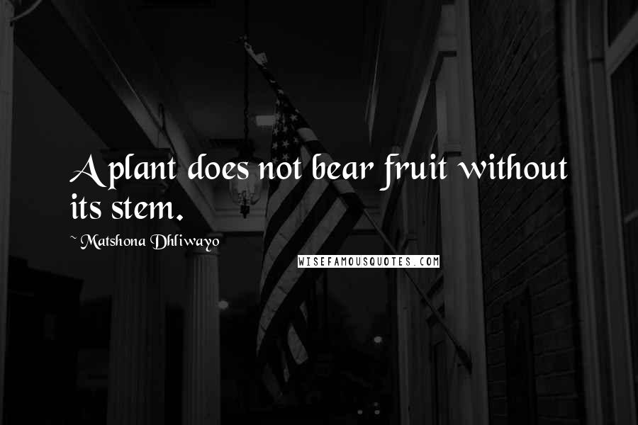 Matshona Dhliwayo Quotes: A plant does not bear fruit without its stem.