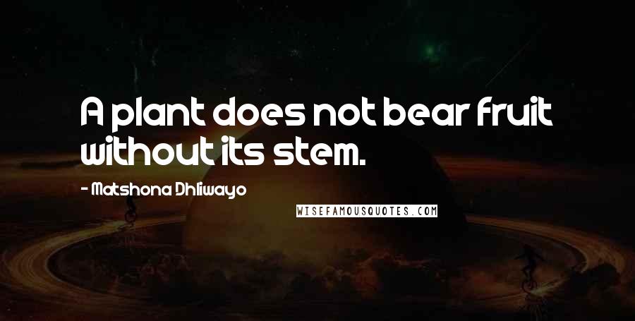 Matshona Dhliwayo Quotes: A plant does not bear fruit without its stem.
