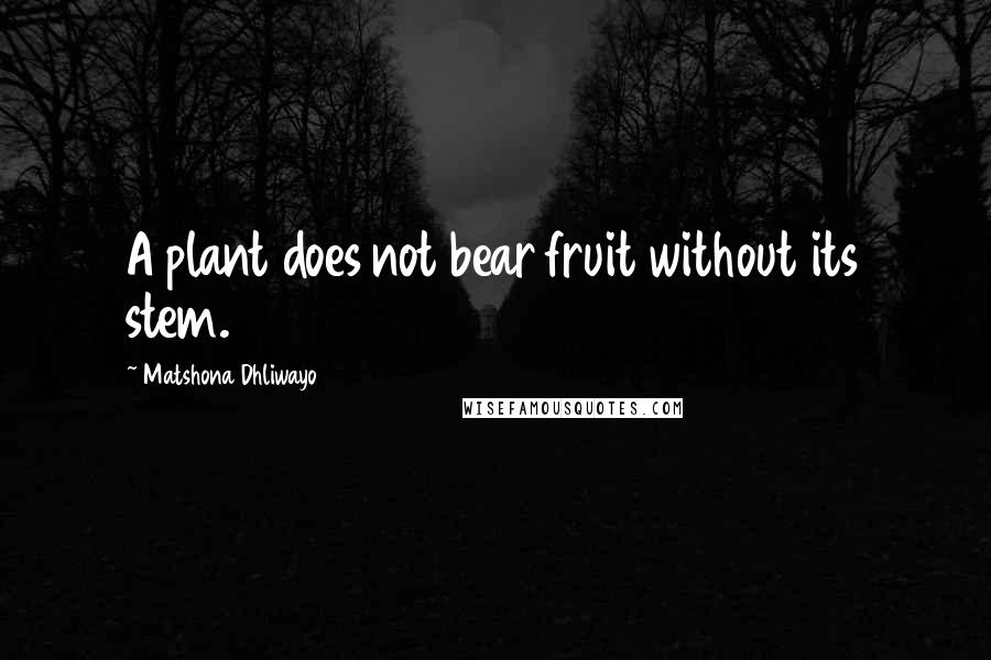Matshona Dhliwayo Quotes: A plant does not bear fruit without its stem.