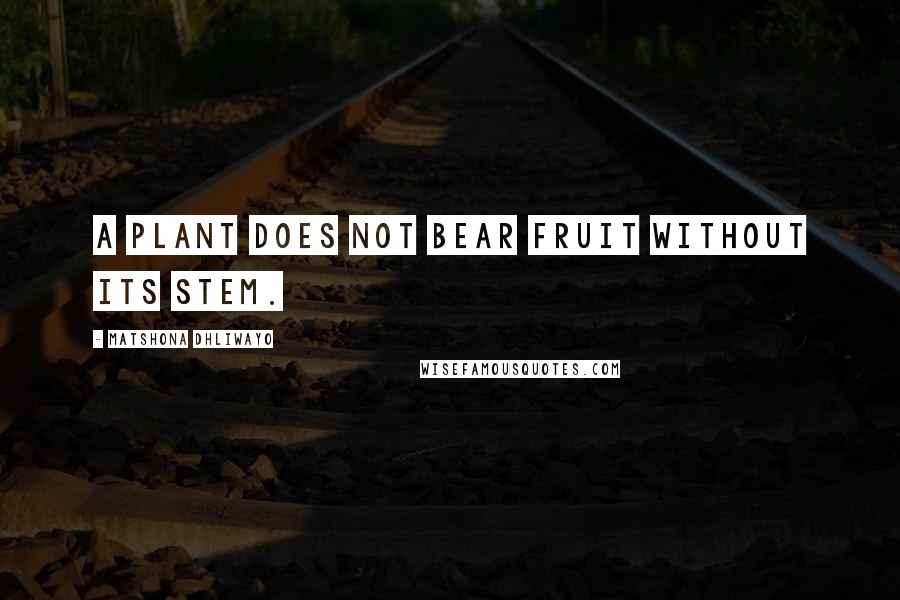 Matshona Dhliwayo Quotes: A plant does not bear fruit without its stem.