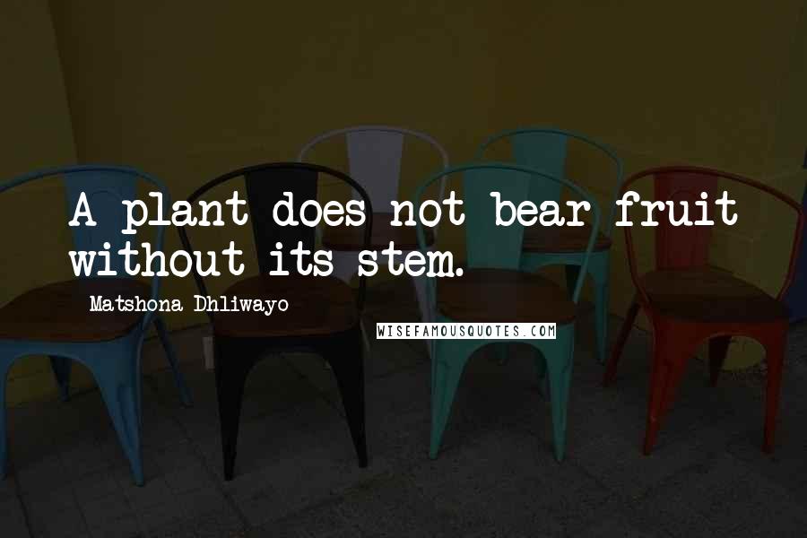 Matshona Dhliwayo Quotes: A plant does not bear fruit without its stem.