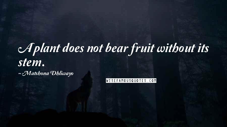Matshona Dhliwayo Quotes: A plant does not bear fruit without its stem.