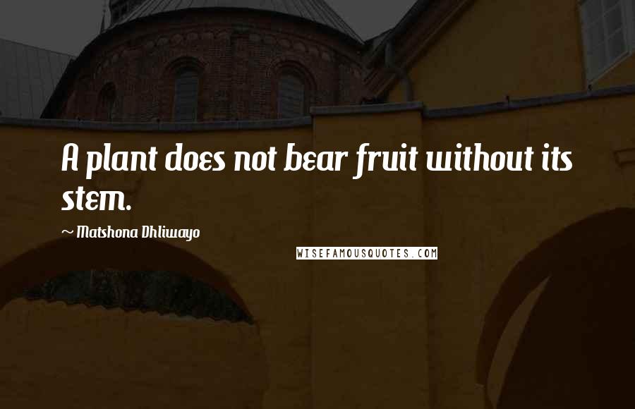 Matshona Dhliwayo Quotes: A plant does not bear fruit without its stem.