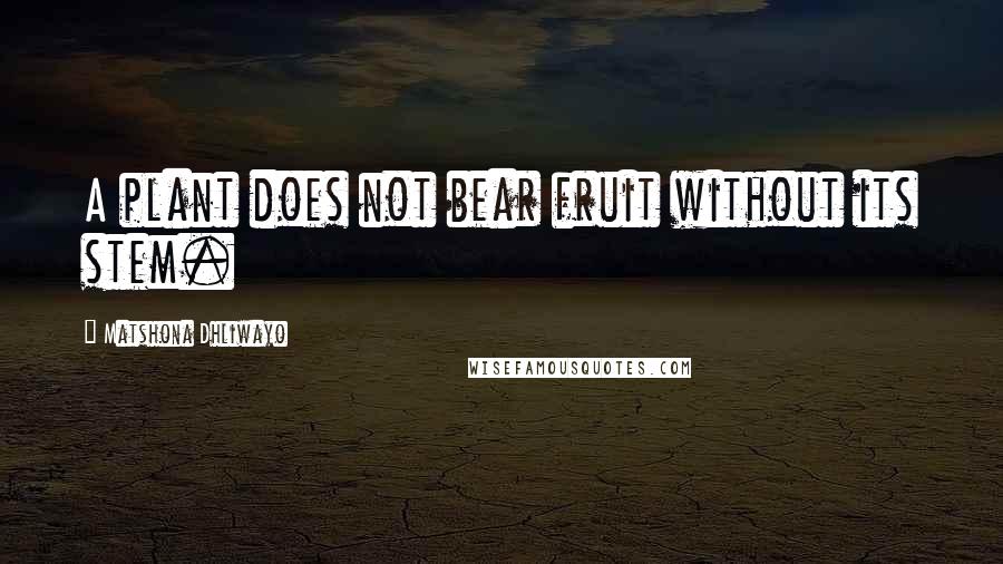 Matshona Dhliwayo Quotes: A plant does not bear fruit without its stem.
