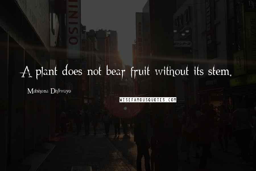 Matshona Dhliwayo Quotes: A plant does not bear fruit without its stem.