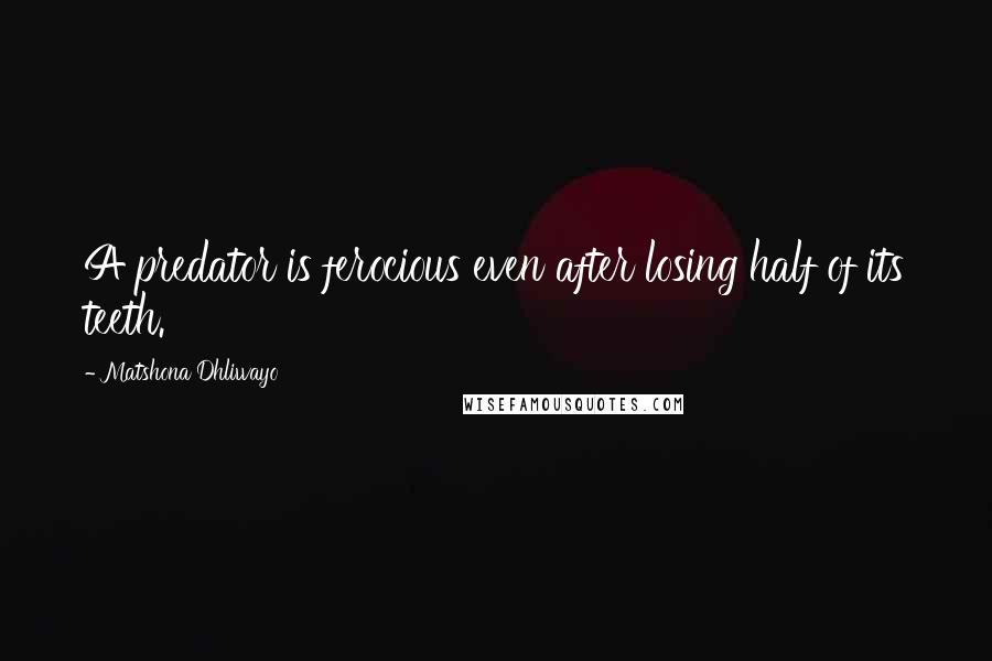 Matshona Dhliwayo Quotes: A predator is ferocious even after losing half of its teeth.