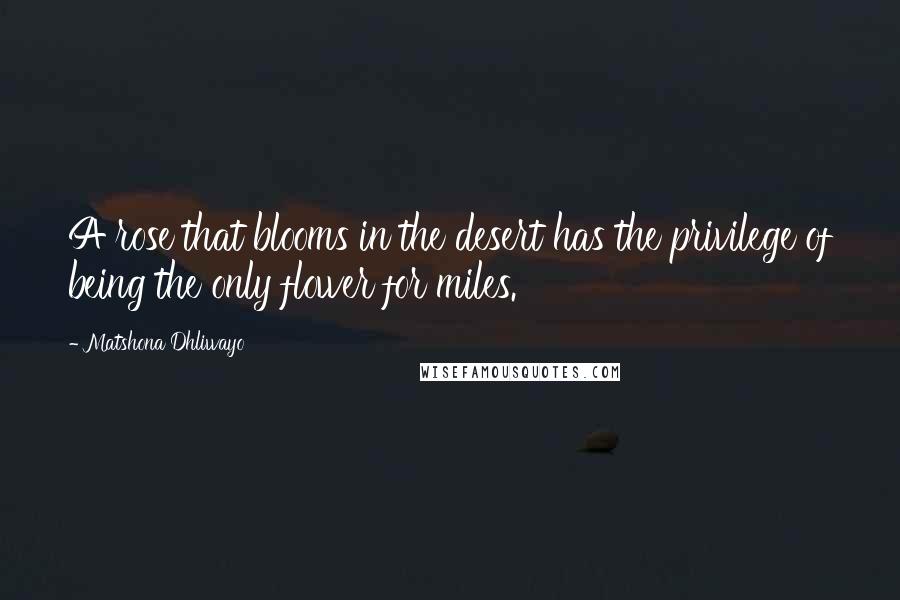 Matshona Dhliwayo Quotes: A rose that blooms in the desert has the privilege of being the only flower for miles.