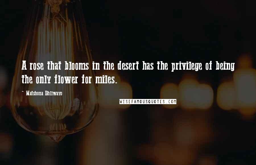 Matshona Dhliwayo Quotes: A rose that blooms in the desert has the privilege of being the only flower for miles.