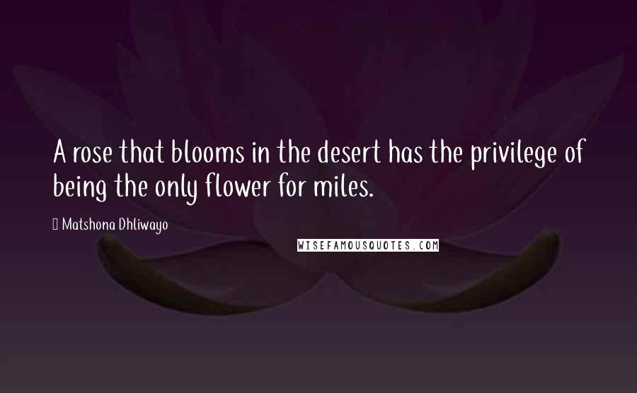 Matshona Dhliwayo Quotes: A rose that blooms in the desert has the privilege of being the only flower for miles.