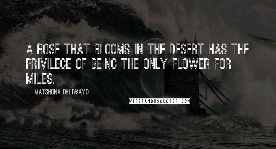 Matshona Dhliwayo Quotes: A rose that blooms in the desert has the privilege of being the only flower for miles.