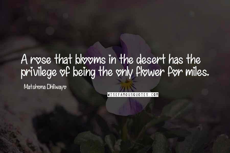 Matshona Dhliwayo Quotes: A rose that blooms in the desert has the privilege of being the only flower for miles.