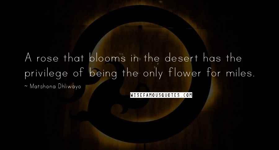 Matshona Dhliwayo Quotes: A rose that blooms in the desert has the privilege of being the only flower for miles.