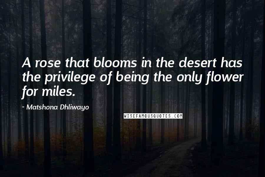 Matshona Dhliwayo Quotes: A rose that blooms in the desert has the privilege of being the only flower for miles.