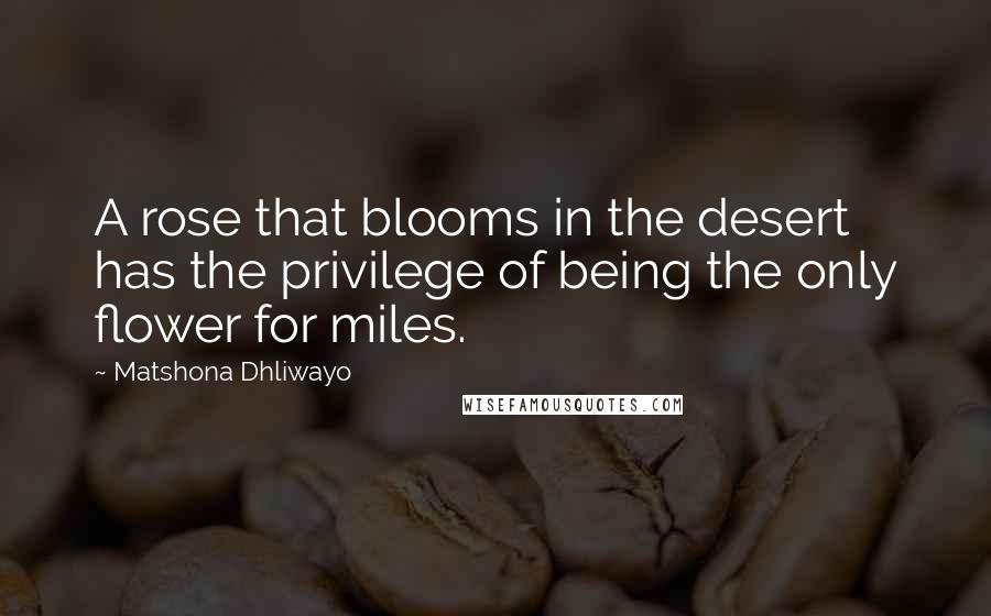 Matshona Dhliwayo Quotes: A rose that blooms in the desert has the privilege of being the only flower for miles.