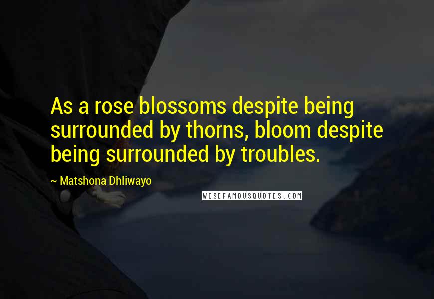 Matshona Dhliwayo Quotes: As a rose blossoms despite being surrounded by thorns, bloom despite being surrounded by troubles.