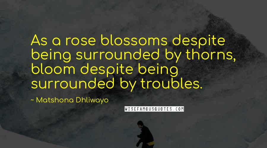 Matshona Dhliwayo Quotes: As a rose blossoms despite being surrounded by thorns, bloom despite being surrounded by troubles.