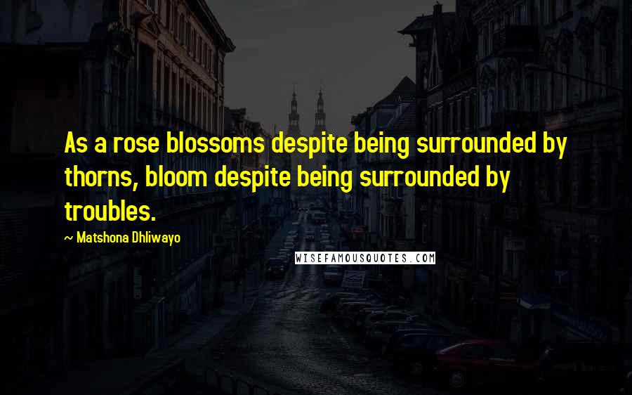 Matshona Dhliwayo Quotes: As a rose blossoms despite being surrounded by thorns, bloom despite being surrounded by troubles.