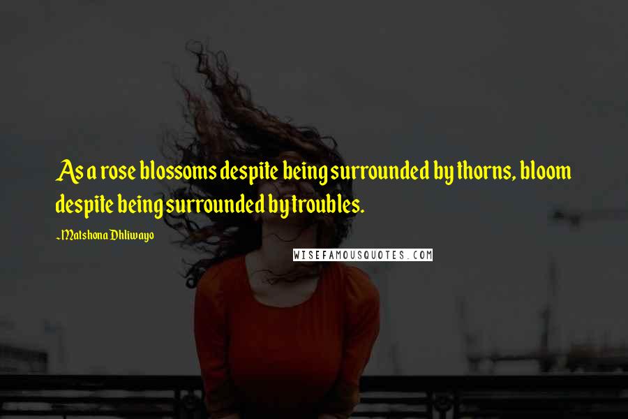 Matshona Dhliwayo Quotes: As a rose blossoms despite being surrounded by thorns, bloom despite being surrounded by troubles.