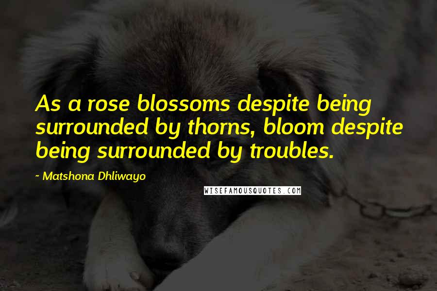 Matshona Dhliwayo Quotes: As a rose blossoms despite being surrounded by thorns, bloom despite being surrounded by troubles.