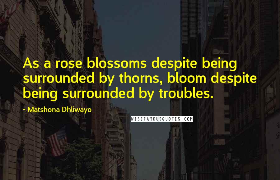 Matshona Dhliwayo Quotes: As a rose blossoms despite being surrounded by thorns, bloom despite being surrounded by troubles.