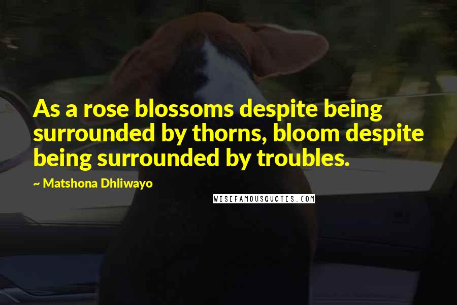 Matshona Dhliwayo Quotes: As a rose blossoms despite being surrounded by thorns, bloom despite being surrounded by troubles.