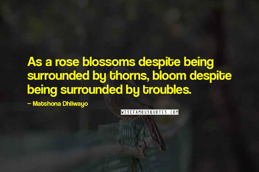 Matshona Dhliwayo Quotes: As a rose blossoms despite being surrounded by thorns, bloom despite being surrounded by troubles.