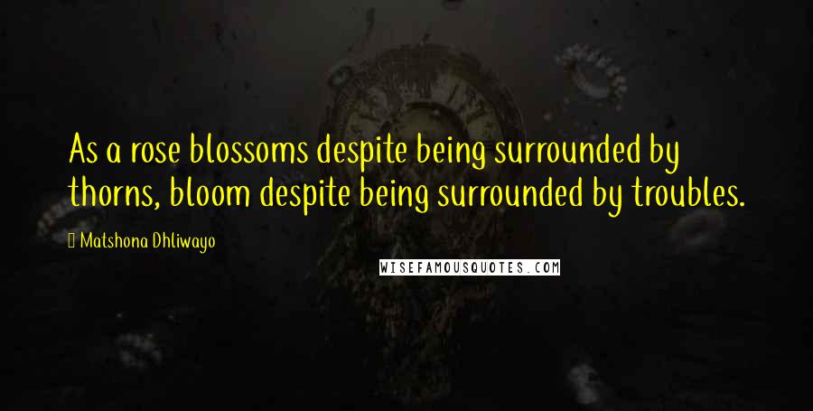 Matshona Dhliwayo Quotes: As a rose blossoms despite being surrounded by thorns, bloom despite being surrounded by troubles.