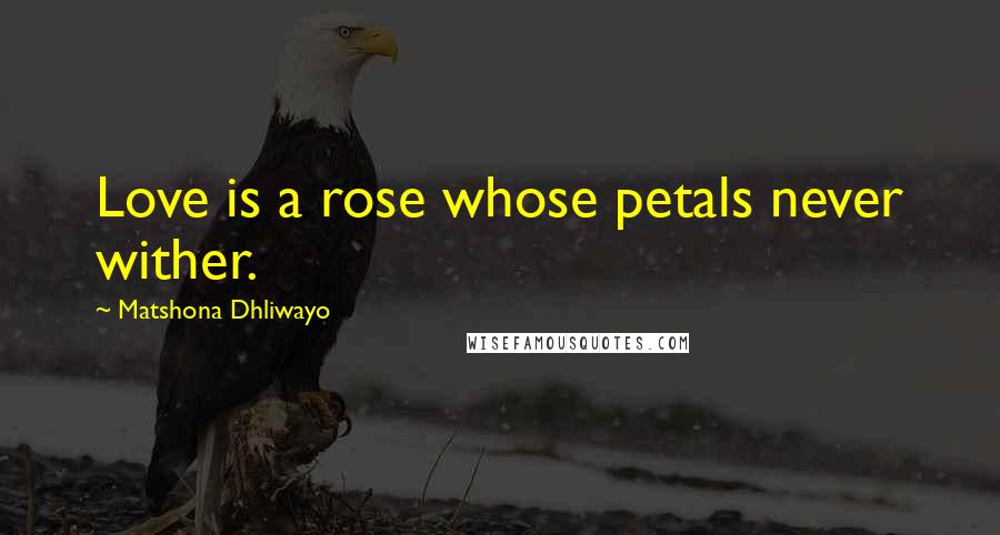 Matshona Dhliwayo Quotes: Love is a rose whose petals never wither.