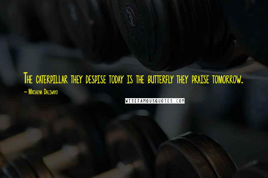 Matshona Dhliwayo Quotes: The caterpillar they despise today is the butterfly they praise tomorrow.