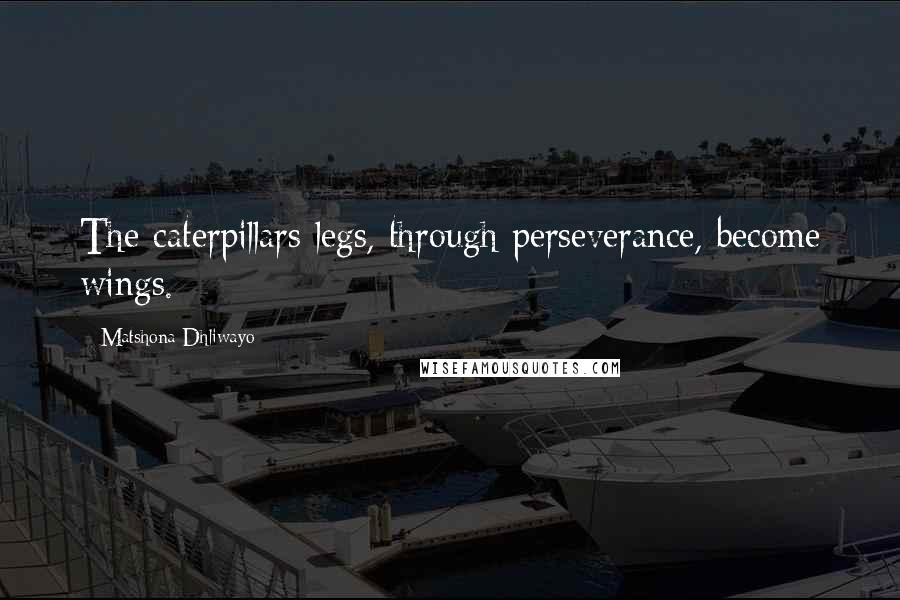 Matshona Dhliwayo Quotes: The caterpillars legs, through perseverance, become wings.