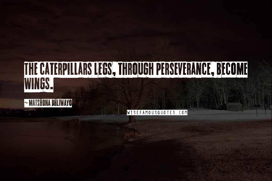 Matshona Dhliwayo Quotes: The caterpillars legs, through perseverance, become wings.