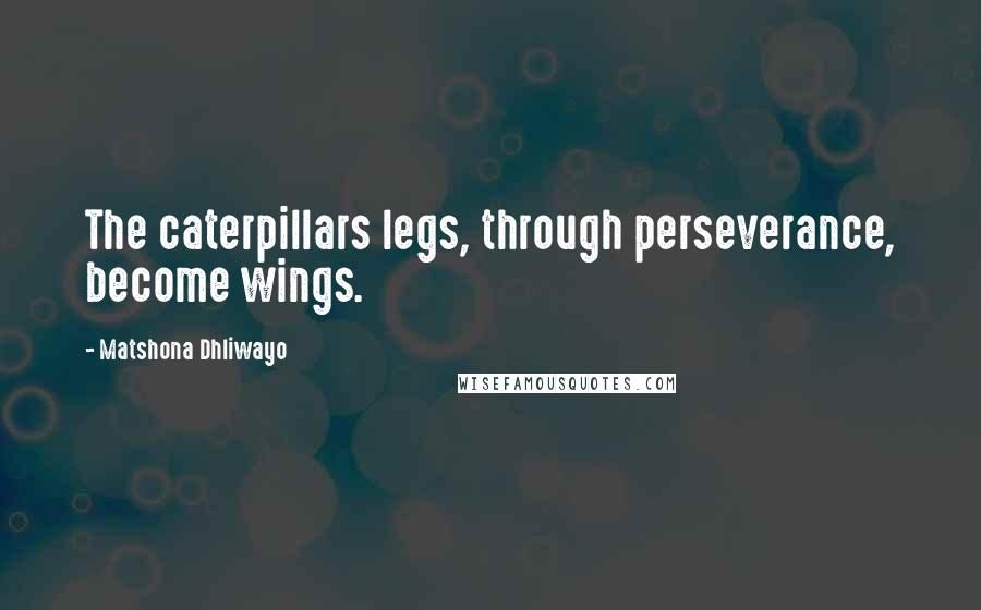 Matshona Dhliwayo Quotes: The caterpillars legs, through perseverance, become wings.