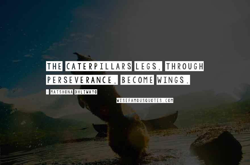 Matshona Dhliwayo Quotes: The caterpillars legs, through perseverance, become wings.