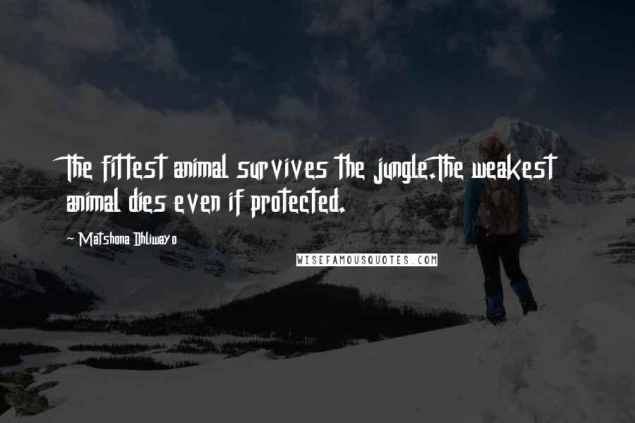 Matshona Dhliwayo Quotes: The fittest animal survives the jungle.The weakest animal dies even if protected.