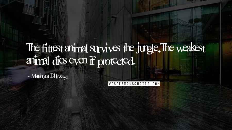 Matshona Dhliwayo Quotes: The fittest animal survives the jungle.The weakest animal dies even if protected.