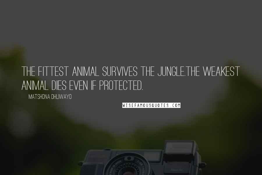 Matshona Dhliwayo Quotes: The fittest animal survives the jungle.The weakest animal dies even if protected.