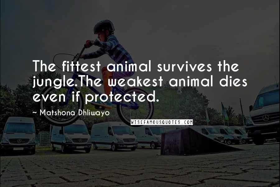 Matshona Dhliwayo Quotes: The fittest animal survives the jungle.The weakest animal dies even if protected.