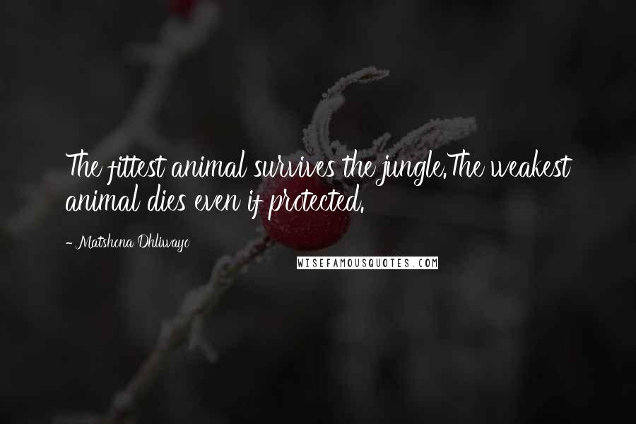 Matshona Dhliwayo Quotes: The fittest animal survives the jungle.The weakest animal dies even if protected.