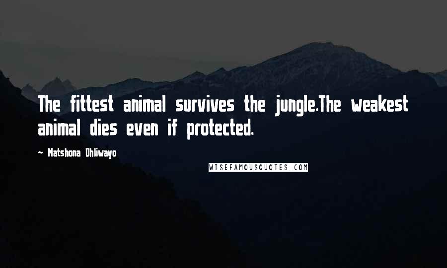 Matshona Dhliwayo Quotes: The fittest animal survives the jungle.The weakest animal dies even if protected.