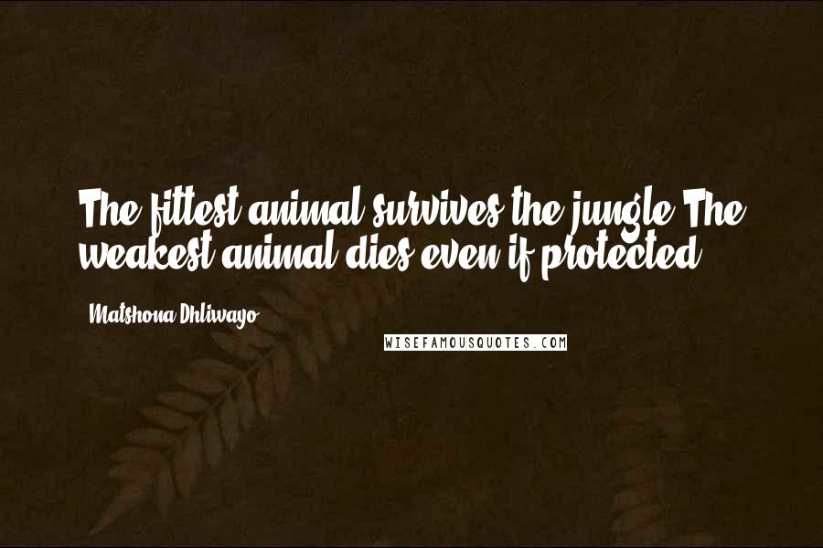 Matshona Dhliwayo Quotes: The fittest animal survives the jungle.The weakest animal dies even if protected.