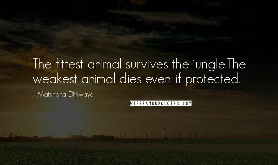 Matshona Dhliwayo Quotes: The fittest animal survives the jungle.The weakest animal dies even if protected.