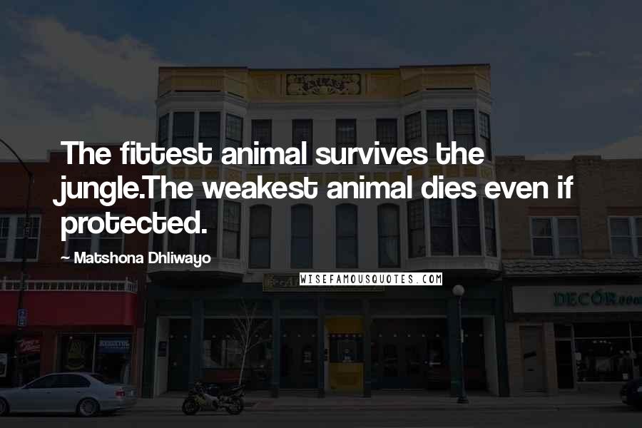 Matshona Dhliwayo Quotes: The fittest animal survives the jungle.The weakest animal dies even if protected.