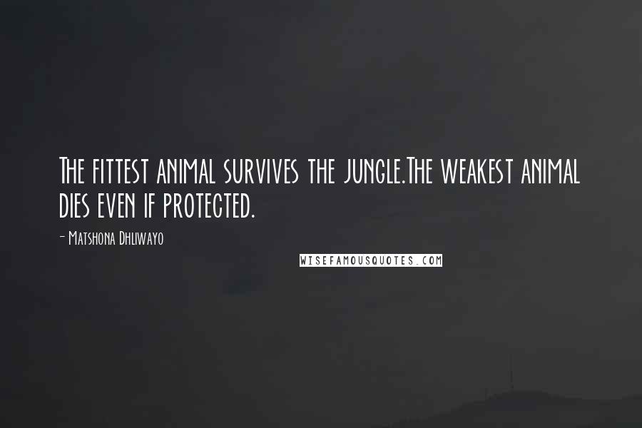 Matshona Dhliwayo Quotes: The fittest animal survives the jungle.The weakest animal dies even if protected.