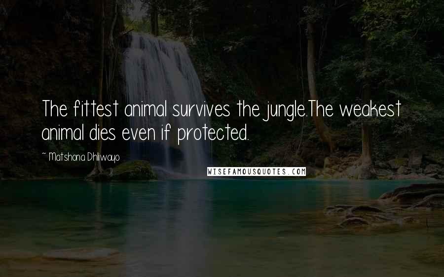 Matshona Dhliwayo Quotes: The fittest animal survives the jungle.The weakest animal dies even if protected.