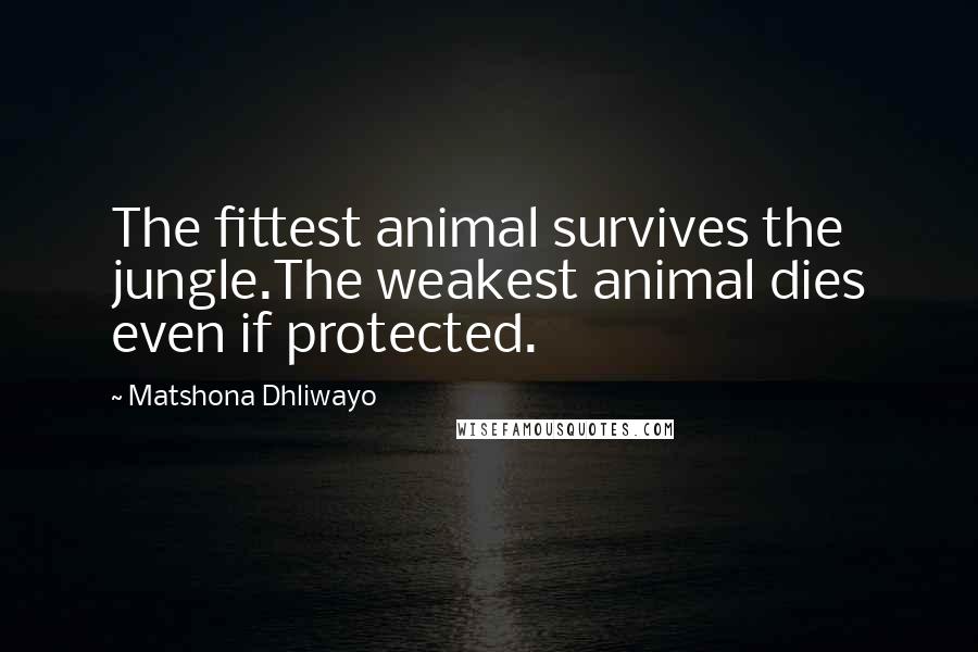 Matshona Dhliwayo Quotes: The fittest animal survives the jungle.The weakest animal dies even if protected.