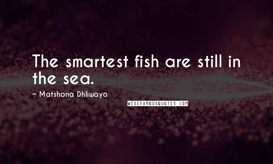 Matshona Dhliwayo Quotes: The smartest fish are still in the sea.