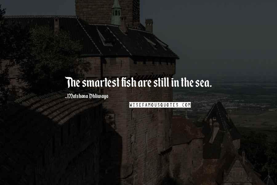 Matshona Dhliwayo Quotes: The smartest fish are still in the sea.