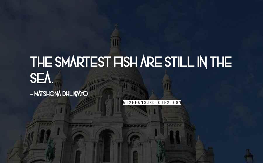 Matshona Dhliwayo Quotes: The smartest fish are still in the sea.